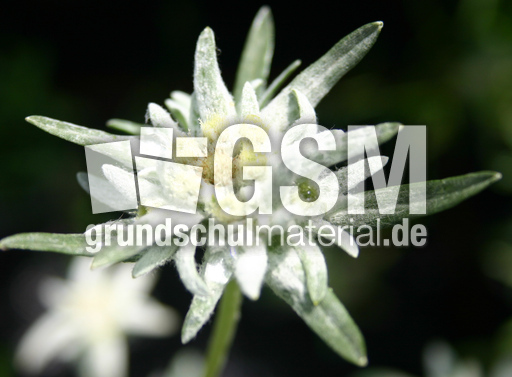 Edelweiss.jpg